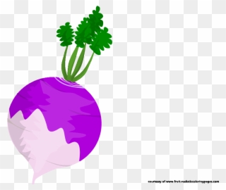 Beetroot Clipart Beetroot Coloring Pages - Illustration - Png Download
