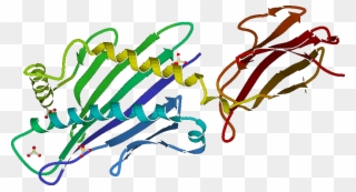Micb - Major Histocompatibility Complex Clipart