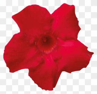 Sundaville Velvet Red - Desert Rose Clipart