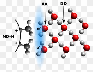 Schematic View Of Proposed Hydrogen Bonding Between - Аморфные Тела Clipart