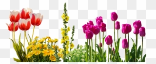 Transparent Spring Flowers Clipart