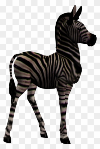 Zebra Foal 1 Png Stock By Direwrath Pluspng - Zebra Clipart