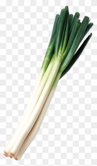 1181 X 1181 5 - Green Onion Png Clipart