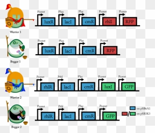 1 Gene Circuits Of Warriors And Beggars From Both Sides Clipart