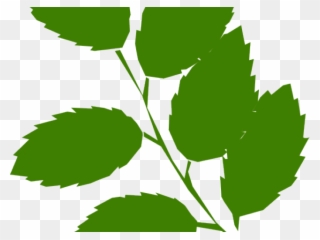 Green Leaves Clipart 5 Leave - Leaves On Twig Clipart - Png Download