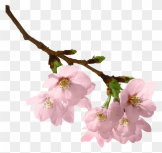 Free Png Spring Branch Png Images Transparent - Flowers With Branches Png Clipart