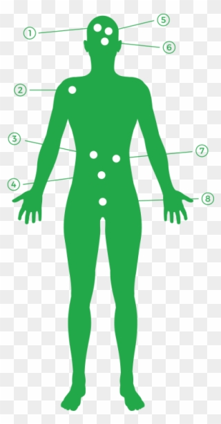 Endocannabidiol System - Illustration Clipart