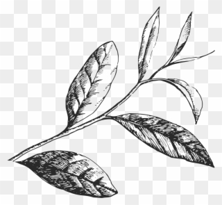 Tea Leaves Png - Green Tea Leaf Black And White Clipart