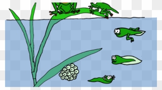 Life Has Cycles To Keep The Balance - Life Cycle Tadpole Clipart