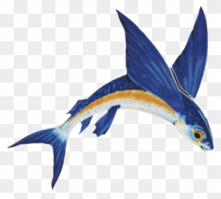 Flying Fish Png Clipart