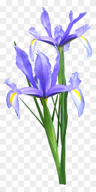 Iris, Dutch, Flowers - Iris Flower Png Transparent Clipart