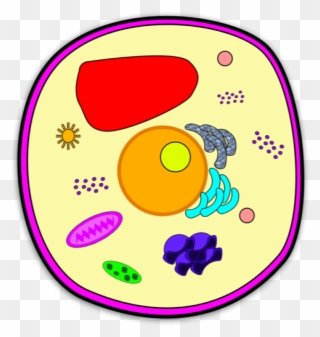 Location - Kesler Science Plant Cell Clipart