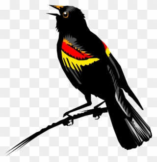 Vector Illustration Of Redwing Blackbird Feathered - Red Winged Blackbird Vector Clipart