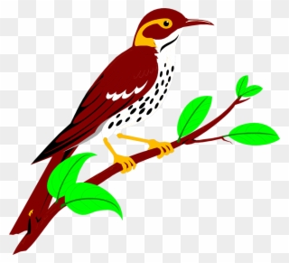Brownish Red Thrush Free Stock Illustration Of - Woodpecker Clipart