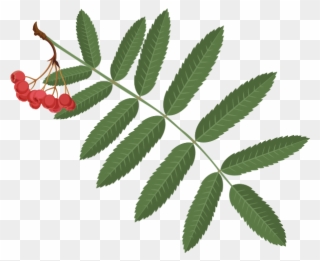 Mountainash - Mountain-ash Clipart