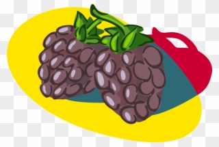 Vector Illustration Of Bramble Fruit Blackberry Edible - Illustration Clipart