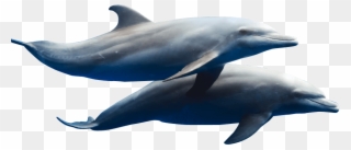 Dzharylhach Island Png Son Graphics Dolphins - Dolphin Herd Transparent Clipart