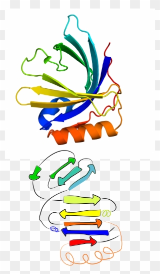 8 Original Structure Of The Protein With Pdb Id 2xkl - Graphic Design Clipart