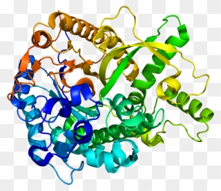 Protein Gba3 Pdb 2e9l - Alpha L Iduronidase Clipart
