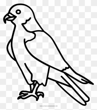 Coloring Book Beak Transprent Png - Peregrine Falcon Line Clipart