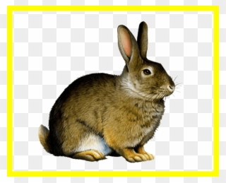 Appealing Easter Bunny Rabbit Clip Art Png Image Pict - Printable Real Animal Flash Cards Transparent Png