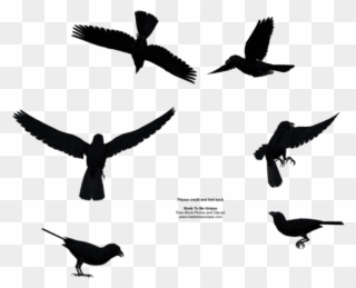 Free Png Download Bird Flying From Above Png Images - Birds Flying From Above Clipart