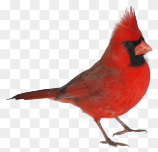 Imágenes De Pájaros Rojos Clipart
