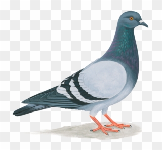 Pigeon Png - Paloma De Puerto Rico Clipart