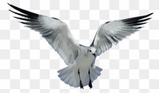 Free Png Download Seagull Transparent Png Images Background - Sea Bird No Background Clipart