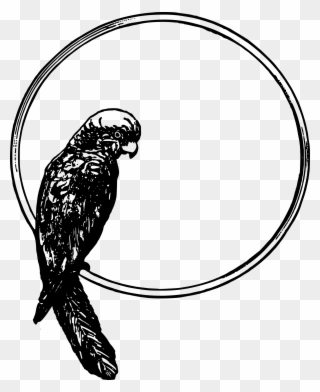 Parrot In A Circle Clipart