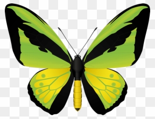 Clipart Butterflies - Goliath Butterfly - Png Download