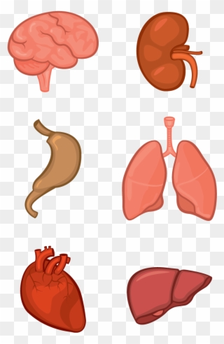 Clipart Freeuse Library Body Tissue Clipart - Organs Transparent - Png Download