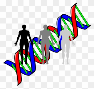 Jpg Transparent Library Human Cloning Big Image Png - Double Helix Clip Art