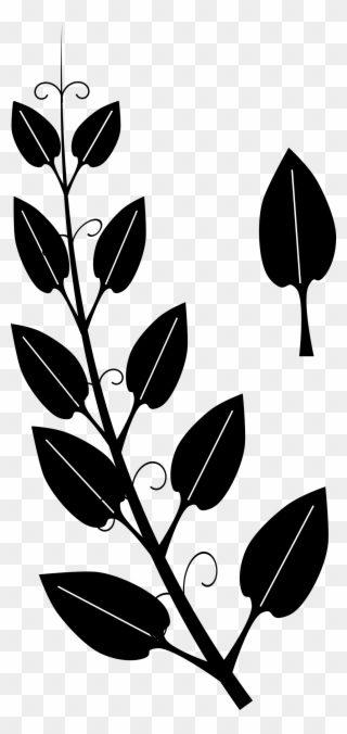 Collection Of Leaf Vine High Quality - Black And White Silhouette Vine Clipart - Png Download