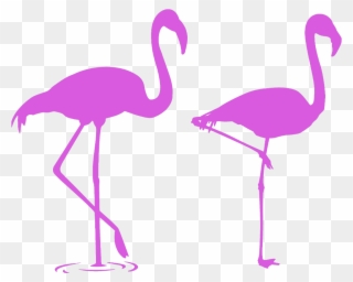 Mq Pink Flamingo Flamingos Silhouette - Flamencos Para La Pared Clipart