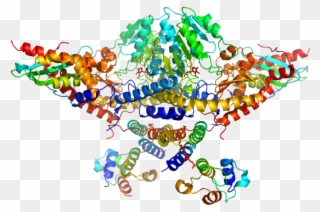 Cysteine Desulfurase, Mitochondrial Clipart