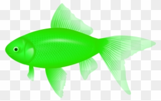 Clipart Of Fish, Ultra And Fish Of - Feeder Fish - Png Download