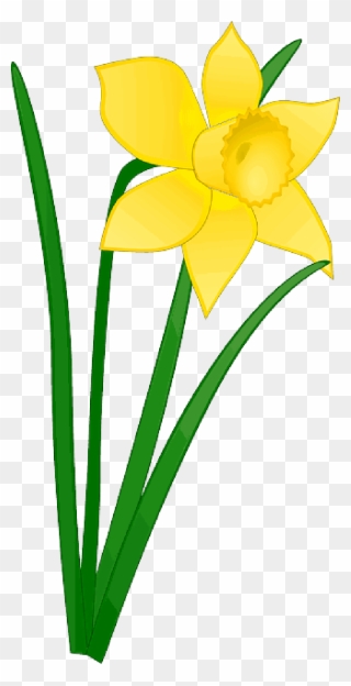Daffodil Clipart Church Flower - Daffodil Clipart - Png Download