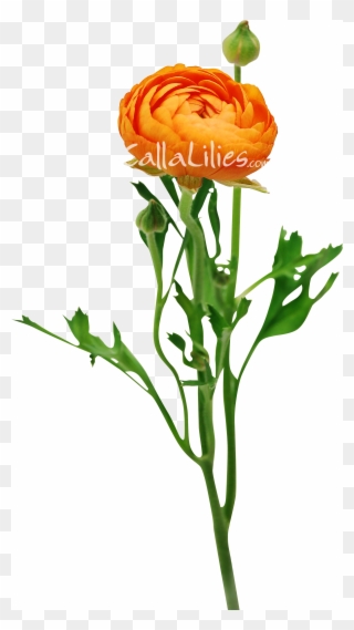 Wedding Flowers - Orange Ranunculus - « - Ranunculus Orange Clipart