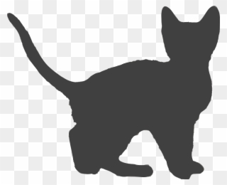 Clip Art Details - Domestic Short-haired Cat - Png Download