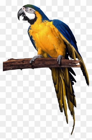 Yellow Blue Pirate Parrot - Parrot Transparent Background Clipart