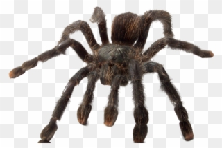 'ye Olde Arachnarium' - Tarantula Clipart