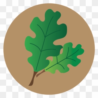 Lecanium Scale Icon - Gambel Oak Clipart