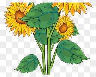 Plant Clipart Summer - Sun Flowers Clip Art - Png Download