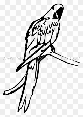 Macaw Clipart Hyacinth Macaw - Hyacinth Macaw Black And White - Png Download