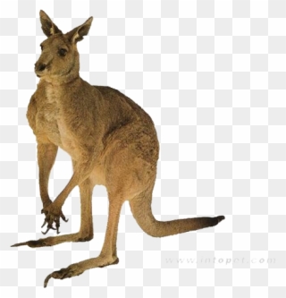 Red Kangaroo Australia Tail - Kangaroo Clip Art - Png Download