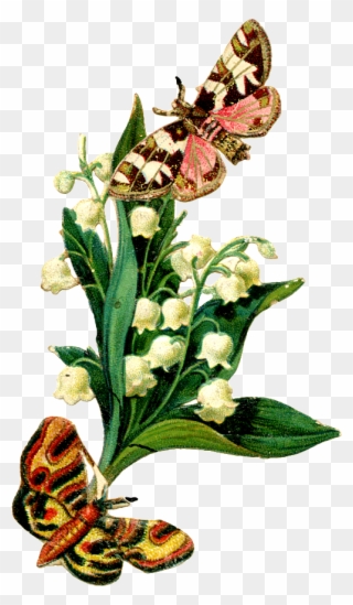L - Jpeg Lily Of The Valley Clipart