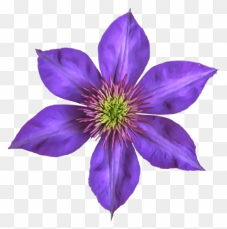 Clematis Flowers Png Free Images - Gentian Family Clipart