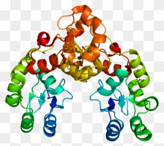 Mdc1 - Atm Protein Structure Clipart