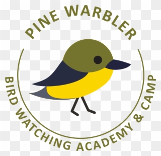 Pine Warbler - Golden-winged Warbler Clipart